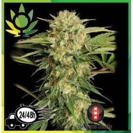 Motavation Feminizada