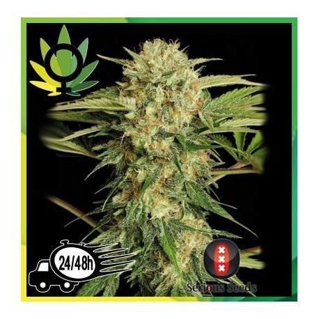 Motavation Feminizada