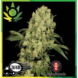 AK 47