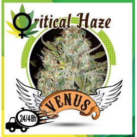 Critical Haze