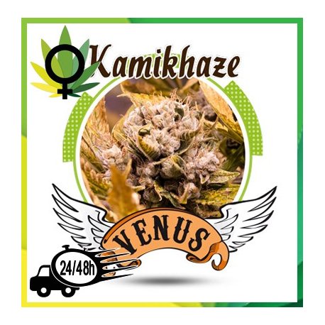Kamikhaze