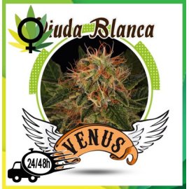 Viuda Blanca