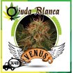 Viuda Blanca