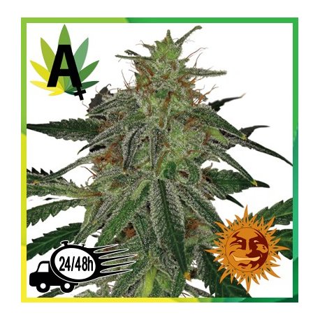 Blue Mammoth Autofloración