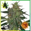 Blue Mammoth Auto