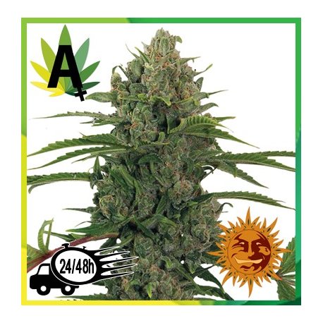 Critical Rapido Autofloración