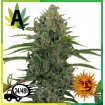 Critical Kush Auto