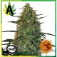 Malana Bomb Autofloración 
