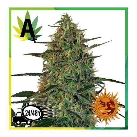 Malana Bomb Autofloración 