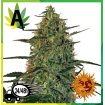 Malana Bomb Auto