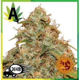 CBD Lemon Potion Auto