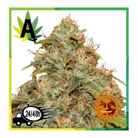 CBD Lemon Potion Auto