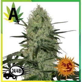 Tangerine Dream Auto