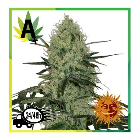 Tangerine Dream Auto