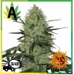 Tangerine Dream Auto