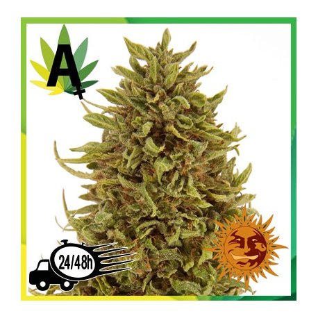 Pineapple Express Autofloración