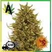 Pineapple Express Auto