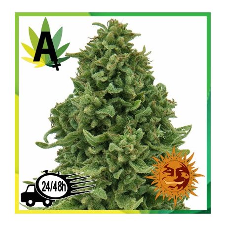 Sweet Tooth Autofloración