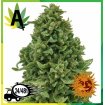 Sweet Tooth Auto
