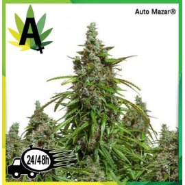 AutoMazar Autofloreciente