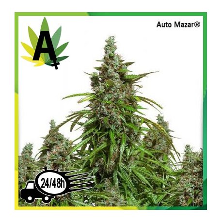 AutoMazar Autofloreciente