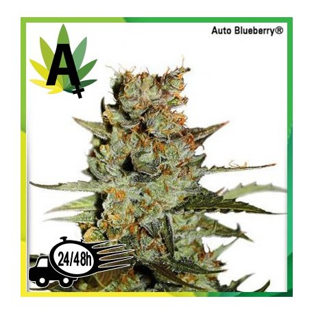 AutoBlueberry Autofloración