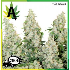 Think Different Autofloración