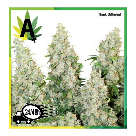 Think Different Autofloración