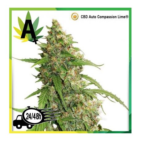 CBD Auto Compassion Lime