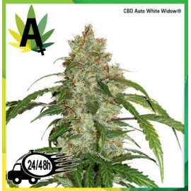 CBD Auto White widow