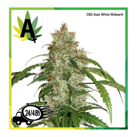 CBD Auto White widow