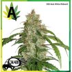 CBD Auto White widow