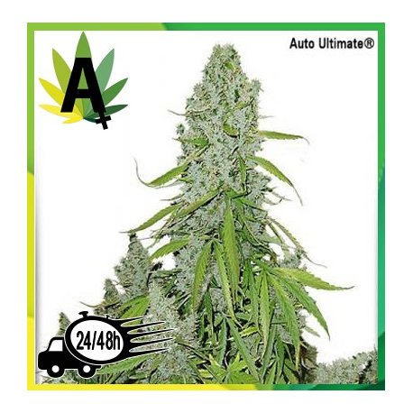 Auto Ultimate