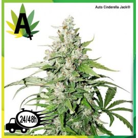 Auto Cinderella Jack