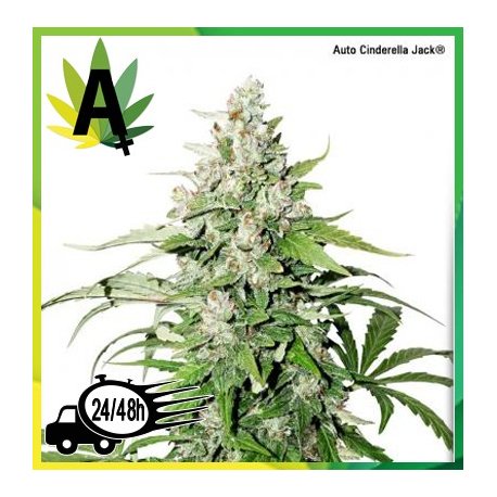 Auto Cinderella Jack