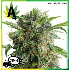 Auto Daiquiri Lime
