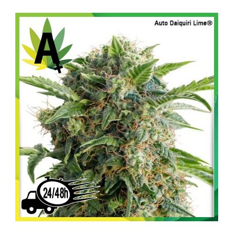 Auto Daiquiri Lime