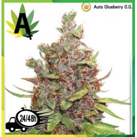 Auto Glueberry O.G