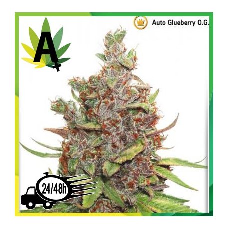 Auto Glueberry O.G