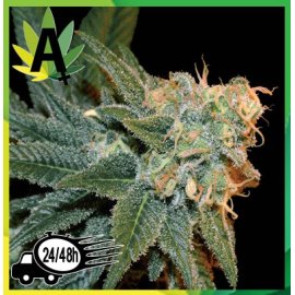 ESE T. Bilbo Autofloración