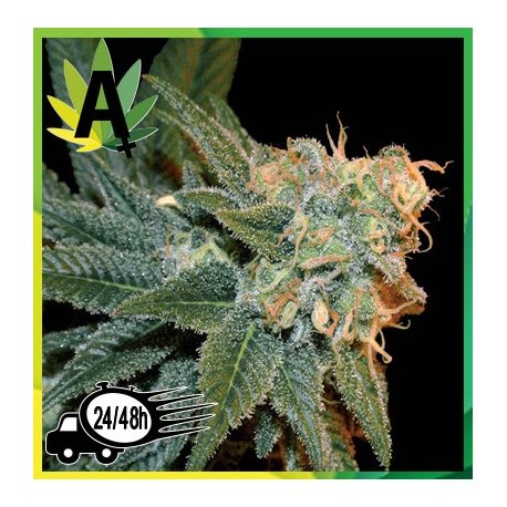 ESE T. Bilbo Autofloración