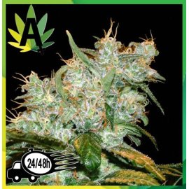 Goxuak Autofloración