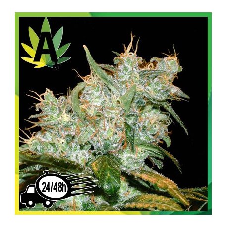 Goxuak Autofloración