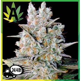 Kritikal Bilbo Autofloración