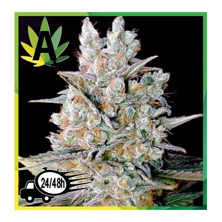 Kritikal Bilbo Autofloración