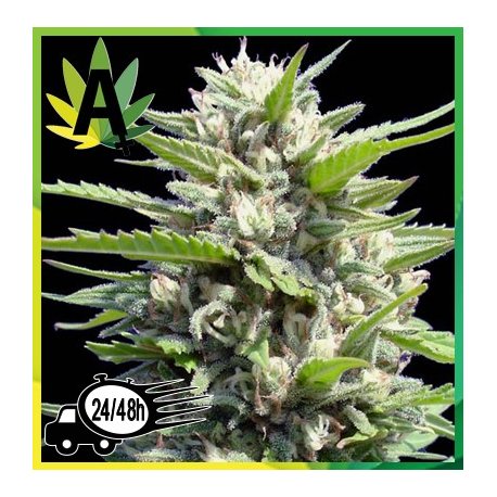 Northern Lights Autofloración