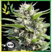 Northern Lights Auto