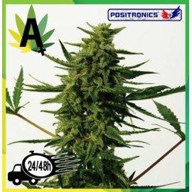 Critical 47 Express 5 semillas