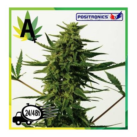 Critical 47 Express 5 semillas