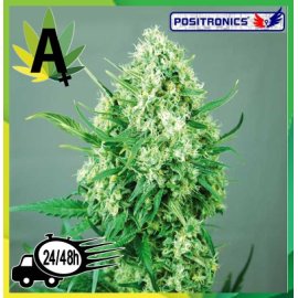 Jack Diesel Express 5 semillas